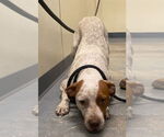 Small #2 American Pit Bull Terrier-Pointer Mix