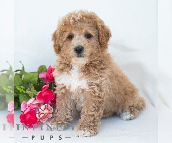 Medium Photo #6 Poochon Puppy For Sale in DORNSIFE, PA, USA