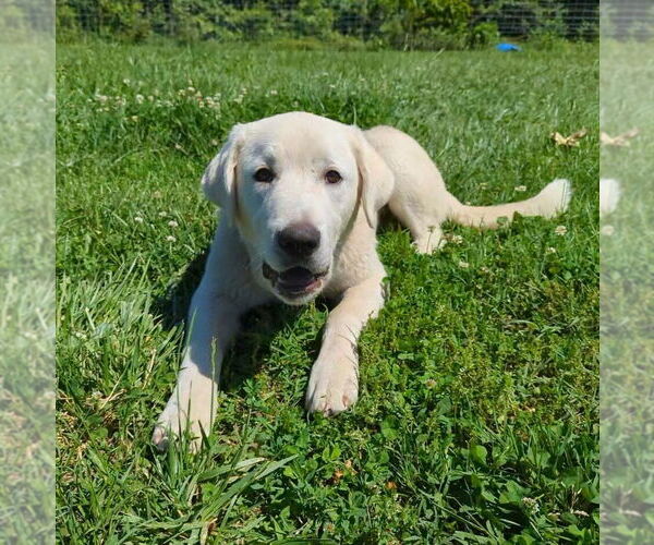 Medium Photo #2 Anatolian Shepherd-Great Pyrenees Mix Puppy For Sale in Vail, AZ, USA