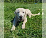 Small #1 Anatolian Shepherd-Great Pyrenees Mix
