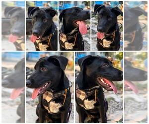 Labrador Retriever Dogs for adoption in San Antonio, TX, USA