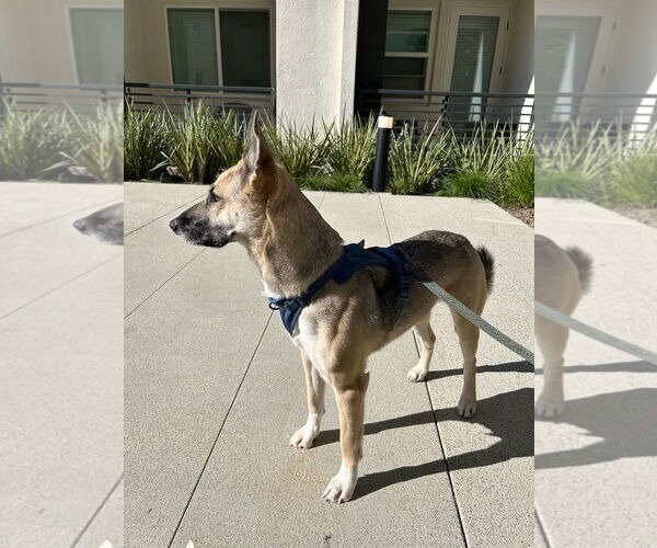 Medium Photo #2 Mutt Puppy For Sale in Woodland Hills, CA, USA