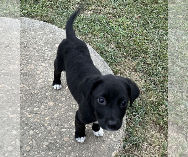 Medium Photo #4 Labrador Retriever-Unknown Mix Puppy For Sale in Garner, NC, USA