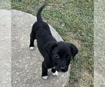 Small #3 Labrador Retriever Mix
