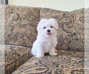 Maltese Puppy for sale in SANTA CLARITA, CA, USA