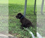 Small Photo #12 Labrador Retriever Puppy For Sale in ASHVILLE, AL, USA