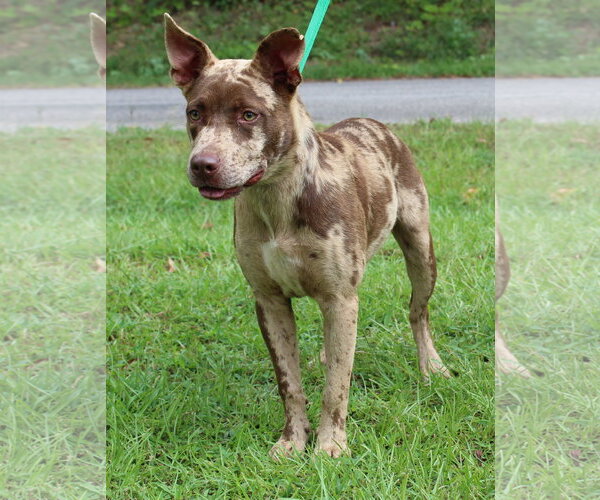 Medium Photo #1 Catahoula Leopard Dog-Unknown Mix Puppy For Sale in Prattville, AL, USA