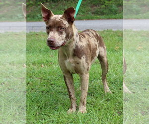 Catahoula Leopard Dog-Unknown Mix Dogs for adoption in Prattville, AL, USA