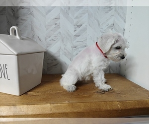 Schnauzer (Miniature) Puppy for Sale in MANSFIELD, Texas USA