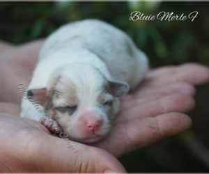 Pembroke Welsh Corgi Puppy for sale in CRESTVIEW, FL, USA
