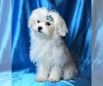 Image preview for Ad Listing. Nickname: Dillon