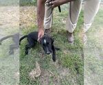 Small #2 Mutt