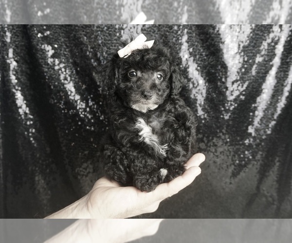 Medium Photo #3 Poodle (Miniature) Puppy For Sale in WARSAW, IN, USA