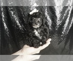 Small #2 Poodle (Miniature)