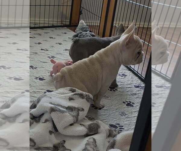 Medium Photo #8 French Bulldog Puppy For Sale in BOSTON, KY, USA