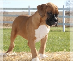 Boxer Puppy for sale in CHILHOWEE, MO, USA