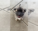 Small Photo #20 Akita-Alusky Mix Puppy For Sale in SAN JACINTO, CA, USA
