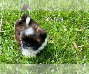 Shih Tzu Puppy for sale in MOUNT PLEASANT, MI, USA