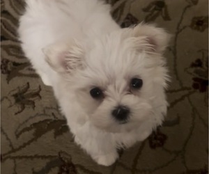 Maltese Puppy for sale in CLERMONT, FL, USA