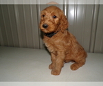 Puppy Sadie Goldendoodle