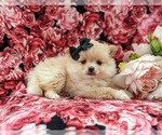 Small Photo #4 Pomeranian Puppy For Sale in LINCOLN UNIVERSITY, PA, USA