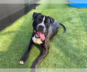 Boxer-Unknown Mix Dogs for adoption in Orange, CA, USA
