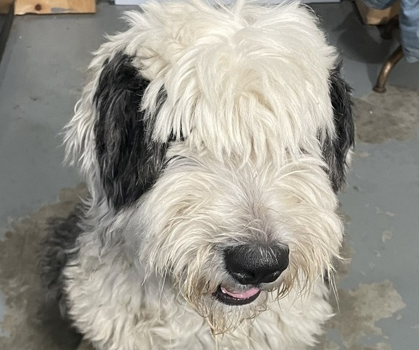 Medium Photo #1 Old English Sheepdog Puppy For Sale in MESICK, MI, USA