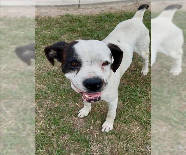 Medium Photo #1 Boxer-Unknown Mix Puppy For Sale in Conroe, TX, USA