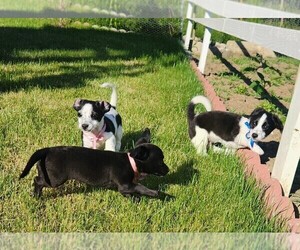 Jack Russell Terrier-Mutt Mix Litter for sale in MOUNT LAUREL, NJ, USA