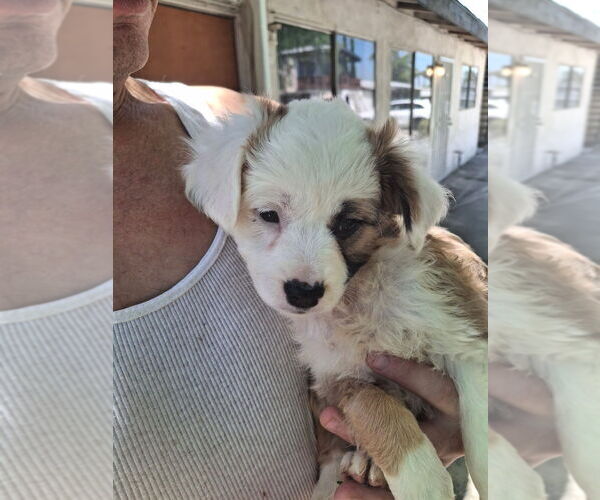 Medium Photo #1 Cocker Spaniel-Unknown Mix Puppy For Sale in Dana Point, CA, USA