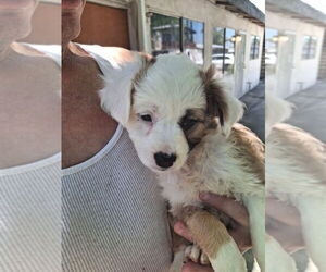 Cocker Spaniel-Unknown Mix Dogs for adoption in Dana Point, CA, USA