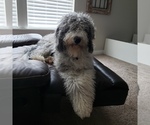 Small Photo #1 Bernedoodle Puppy For Sale in DANVILLE, IN, USA