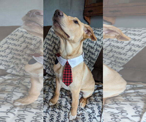 Medium Photo #6 Labrador Retriever-Unknown Mix Puppy For Sale in Cottage Grove, MN, USA