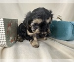 Puppy Gini YorkiePoo