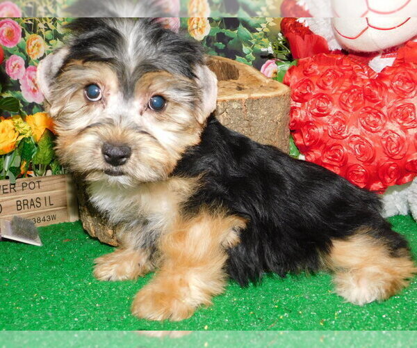 Medium Photo #5 Yorkshire Terrier Puppy For Sale in HAMMOND, IN, USA