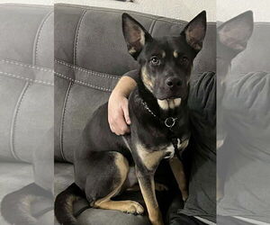 German Shepherd Dog-Unknown Mix Dogs for adoption in Germantown, OH, USA