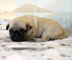 Small Photo #63 Pug Puppy For Sale in WINNSBORO, TX, USA