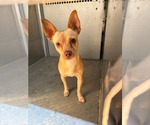 Small Chihuahua Mix