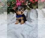 Small #3 Yorkshire Terrier