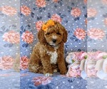 Small Photo #3 Poodle (Miniature) Puppy For Sale in NEW PROVIDENCE, PA, USA