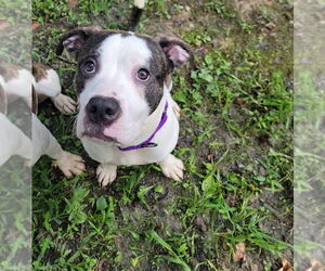 Medium American Pit Bull Terrier-American Staffordshire Terrier Mix