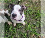 Small American Pit Bull Terrier-American Staffordshire Terrier Mix