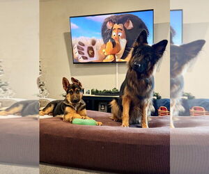 German Shepherd Dog Dogs for adoption in West Sacramento, CA, USA