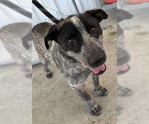 Texas Heeler Dogs for adoption in Bakersfield, CA, USA