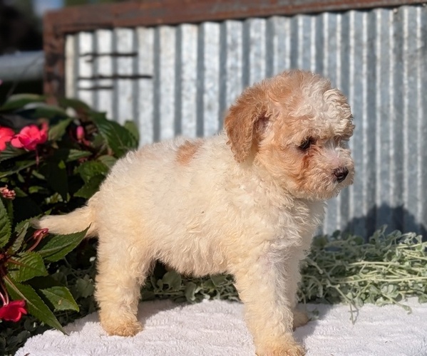 Medium Photo #11 Poodle (Toy) Puppy For Sale in GOSHEN, IN, USA