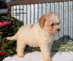 Small Photo #46 Poodle (Toy) Puppy For Sale in GOSHEN, IN, USA