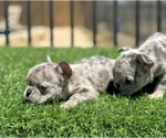 Small #3 French Bulldog