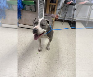 Mutt Dogs for adoption in Stockton, CA, USA