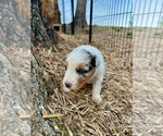 Small #8 Australian Shepherd