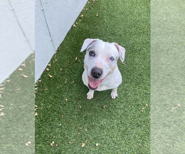 Medium Photo #12 Jack Russell Terrier-Unknown Mix Puppy For Sale in Pompano Beach , FL, USA